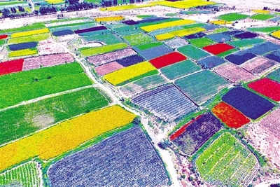 酒泉市推進現(xiàn)代種業(yè)發(fā)展紀(jì)實