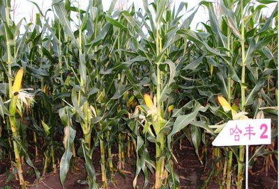 全部產(chǎn)品,全部產(chǎn)品價格,全部產(chǎn)品規(guī)格,全部產(chǎn)品廠家&ndash;同江市春茂種業(yè)有限責(zé)任公司