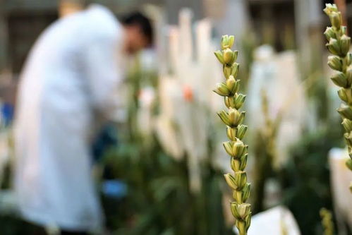 種業(yè)翻身路徑千萬條,抓住這個(gè) 牛鼻子 是第一條