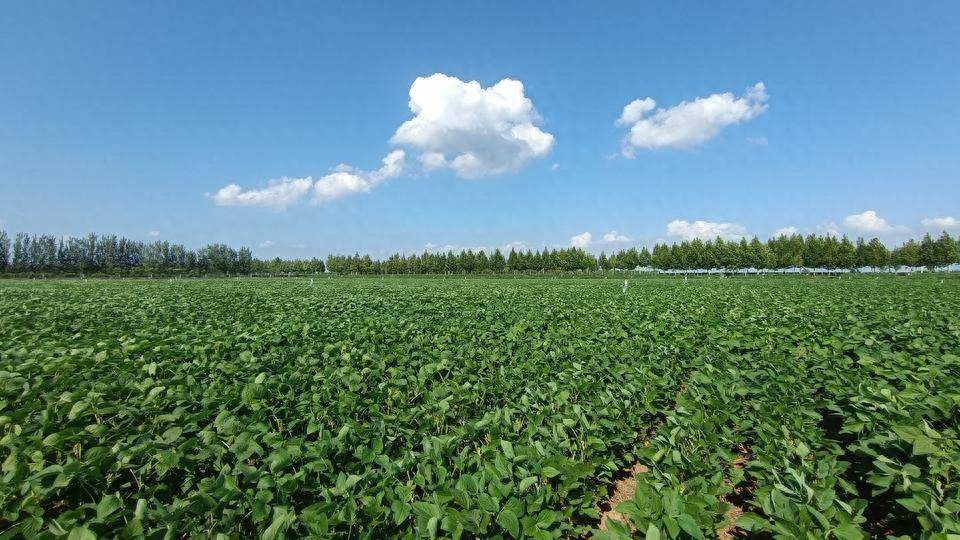 我國農(nóng)業(yè)植物新品種權授權量突破3萬件_保護_種業(yè)_侵權