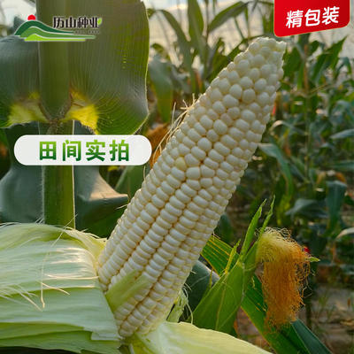 [白糯玉米種子批發(fā)]山西運城垣曲縣玉米種子 22.80元/袋白糯 _ 一畝田