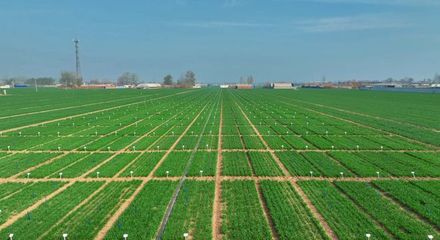 更全、更專、更廣 中國種子大會馬蘭小麥種業展示會引領種業創新