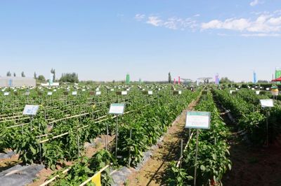 肅州 擦亮種業“金字招牌”，繪出鄉村振興“繽紛畫卷”